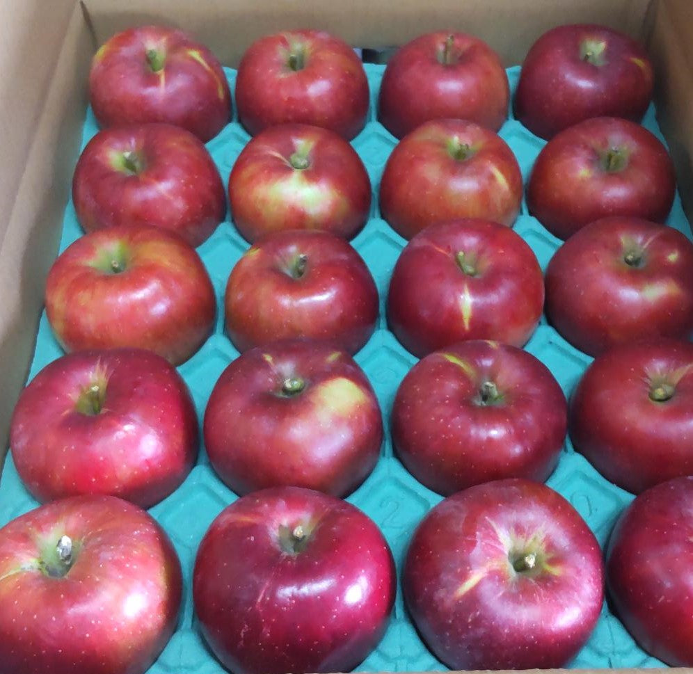 紅玉 5キロ 生食用