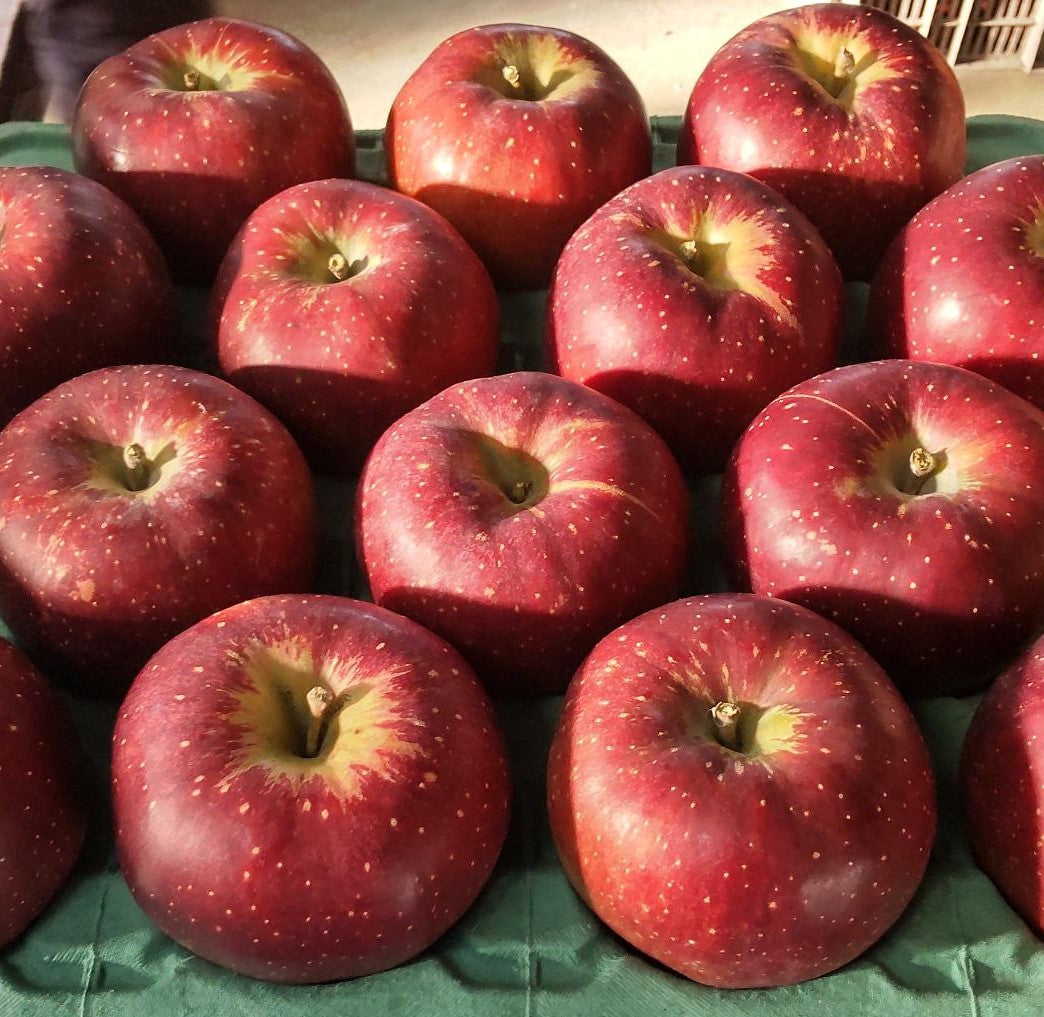 秋映 5キロ 贈答用