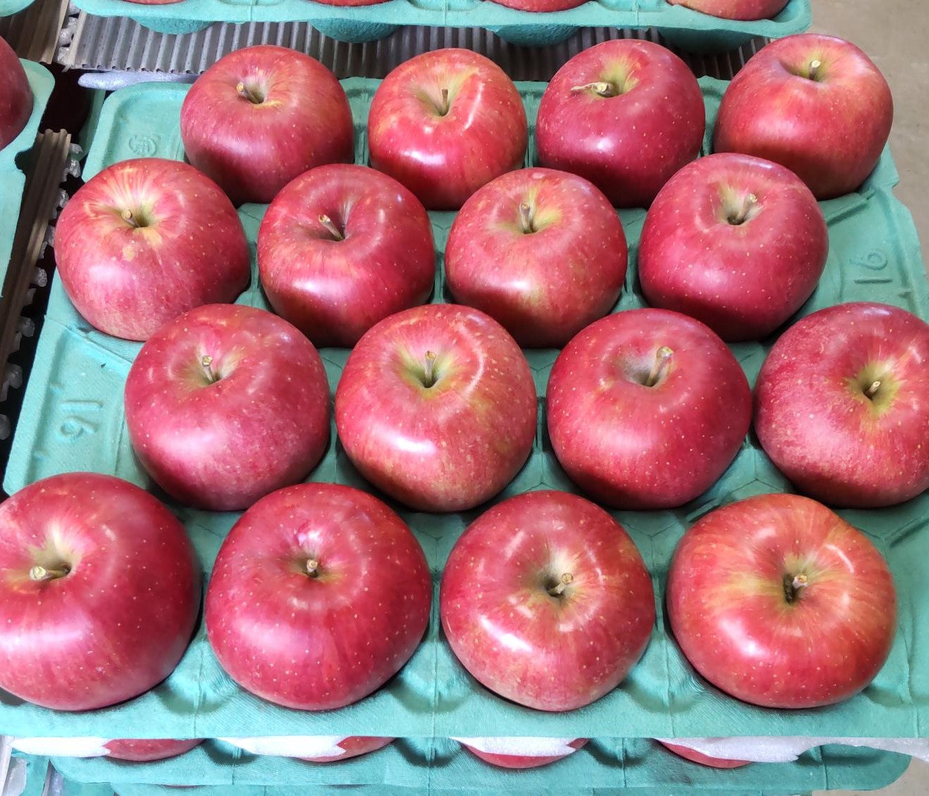 シナノスイート 10キロ 贈答用